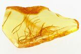 Detailed Fossil Plant Fibers in Baltic Amber #284559-1